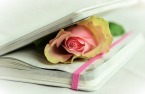 Memory book with a rose.jpg